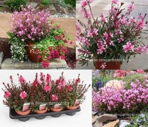 Bodur pembe gaura fidesi saksı tip iri çiçekli