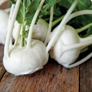 Beyaz kohlrabi tohumu erkenci atalık alabaş