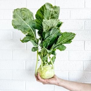 Beyaz kohlrabi tohumu erkenci atalık alabaş