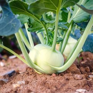 Beyaz kohlrabi tohumu erkenci atalık alabaş