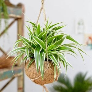 Kurdele hava temizleyen bitki chlorophytum comosum variegatum