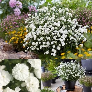 Marshmallow civanperçemi fidesi achillea ptarmica
