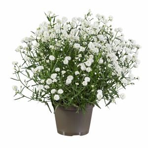 Marshmallow civanperçemi fidesi achillea ptarmica