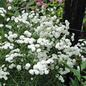 Marshmallow civanperçemi fidesi achillea ptarmica
