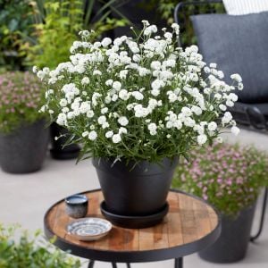 Marshmallow civanperçemi fidesi achillea ptarmica