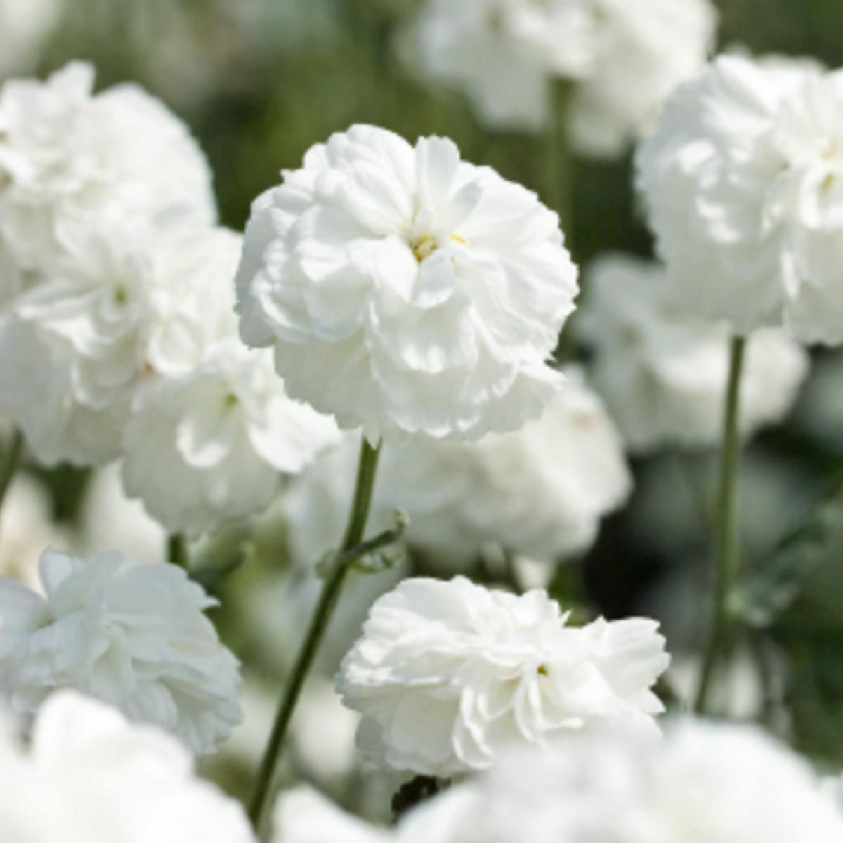 Marshmallow civanperçemi fidesi achillea ptarmica