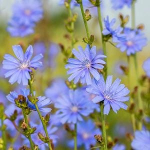 Hindiba tohumu chicory cichorium intybus