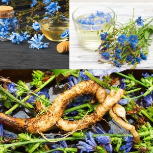 Hindiba tohumu chicory cichorium intybus
