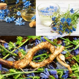Hindiba tohumu chicory cichorium intybus