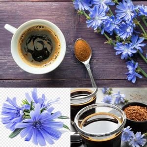 Hindiba tohumu chicory cichorium intybus