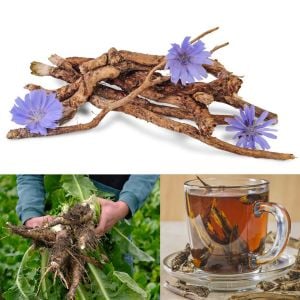 Hindiba tohumu chicory cichorium intybus