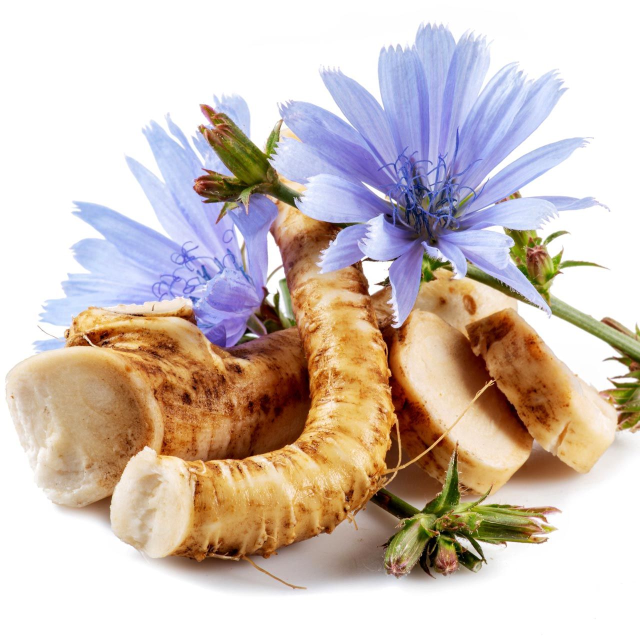 Hindiba tohumu chicory cichorium intybus