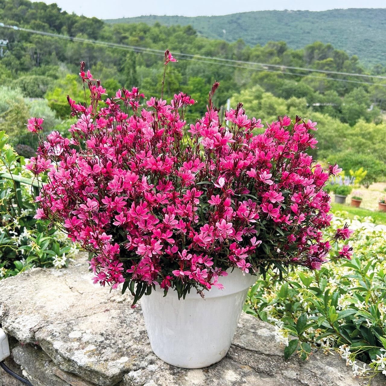 Çalı gül gaura fidesi parlak çiçekli gambit rose