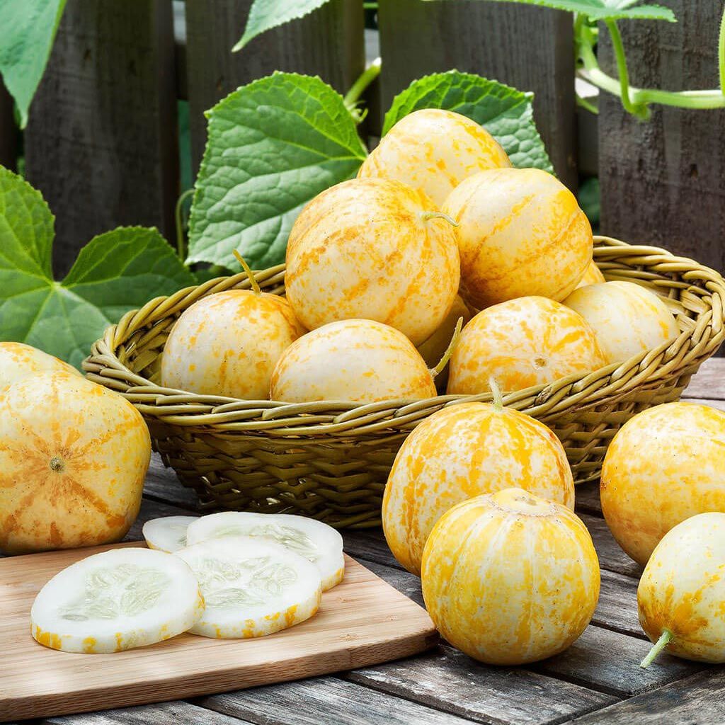 Limon salatalık tohumu atalık cucumber lemon