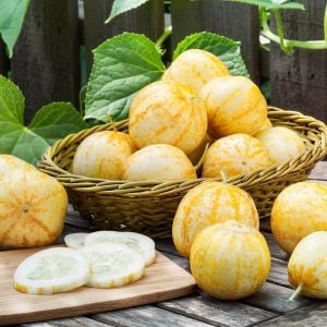 Limon salatalık tohumu atalık cucumber lemon