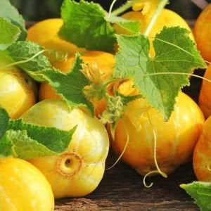 Limon salatalık tohumu atalık cucumber lemon