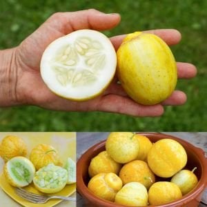 Limon salatalık tohumu atalık cucumber lemon