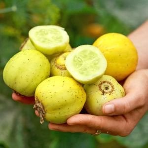 Limon salatalık tohumu atalık cucumber lemon