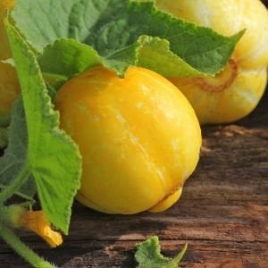 Limon salatalık tohumu atalık cucumber lemon