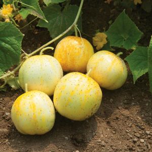 Limon salatalık tohumu atalık cucumber lemon