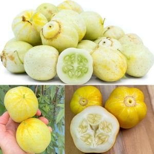 Limon salatalık tohumu atalık cucumber lemon