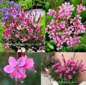 Çalı gül gaura fidesi parlak çiçekli gambit rose