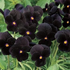6 adet mini hercai menekşe fidesi bowles black