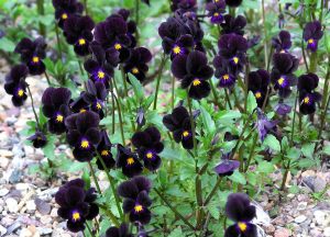 6 adet mini hercai menekşe fidesi bowles black