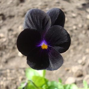 6 adet mini hercai menekşe fidesi bowles black