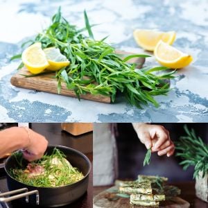 Tarhun otu tohumu tarragon artemisia dracunculus estragon