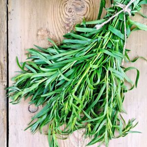 Tarhun otu tohumu tarragon artemisia dracunculus estragon