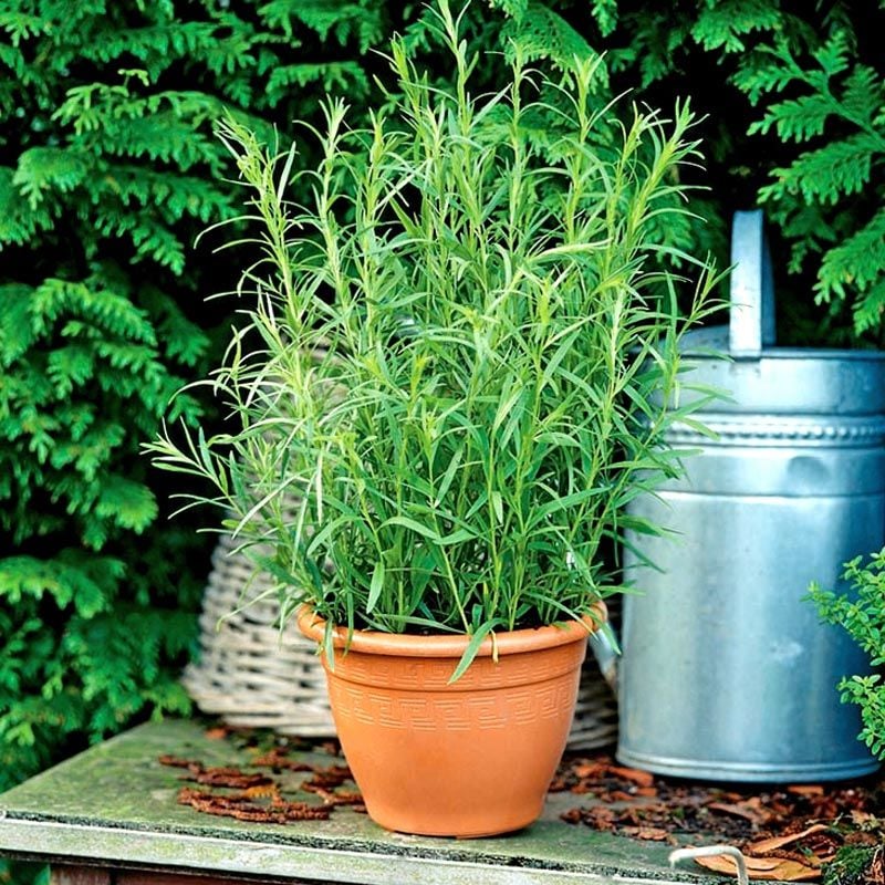 Tarhun otu tohumu tarragon artemisia dracunculus estragon