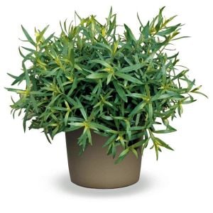 Tarhun otu tohumu tarragon artemisia dracunculus estragon