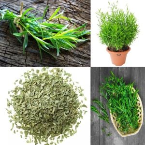 Tarhun otu tohumu tarragon artemisia dracunculus estragon