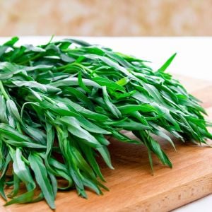 Tarhun otu tohumu tarragon artemisia dracunculus estragon
