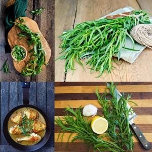 Tarhun otu tohumu tarragon artemisia dracunculus estragon