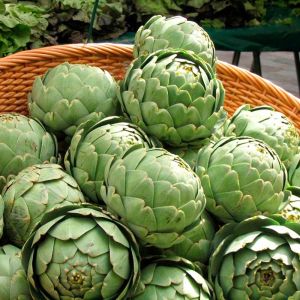 Yeşil enginar tohumu atalık artichoke green globe