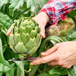 Yeşil enginar tohumu atalık artichoke green globe