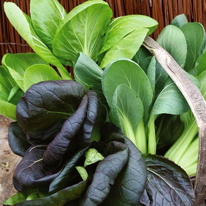 Mini pak choi salata tohum karışımı