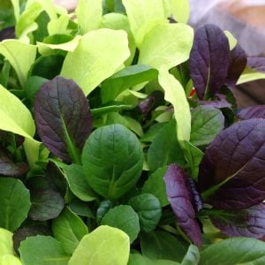 Mini pak choi salata tohum karışımı