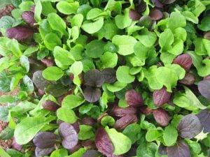 Mini pak choi salata tohum karışımı