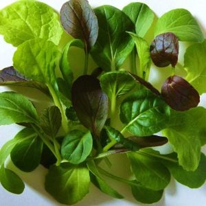 Mini pak choi salata tohum karışımı