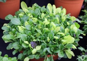 Mini pak choi salata tohum karışımı