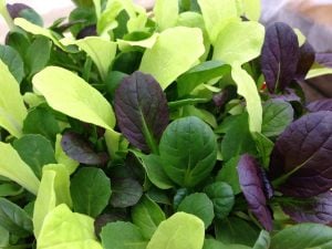 Mini pak choi salata tohum karışımı