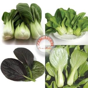 Mini pak choi salata tohum karışımı