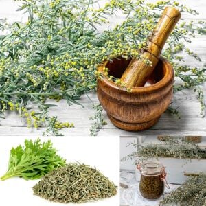 Pelinotu tohumu wormwood artemisia absinthium
