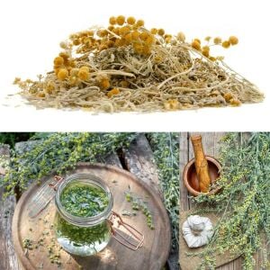 Pelinotu tohumu wormwood artemisia absinthium