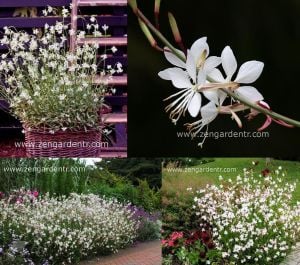 Çalı beyaz gaura fidesi parlak çiçekli gambit white