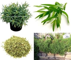 Fransız tarhun fidesi baharat artemisia drancunculus