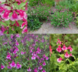 Icing Sugar salvia greggii fidesi perenyal süs adaçayı